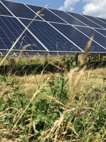 Solar panels in a field with tall grass and purple flowers in the foreground under a blue sky with clouds.