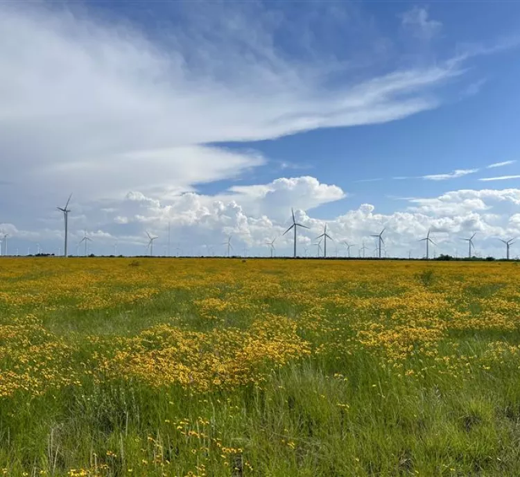 A vast field of yellow wildflowers under a partly cloudy sky, with numerous wind turbines in the distance. The green grass contrasts with the bright flowers, and the turbines are lined up along the horizon.