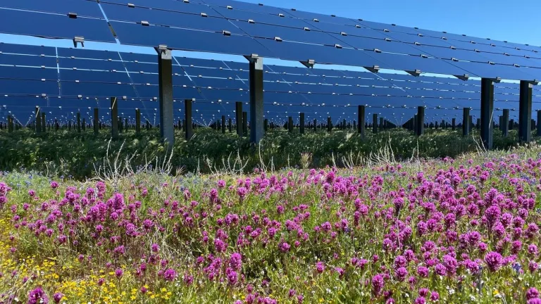 A field of vibrant purple flowers in the foreground with rows of solar panels elevated on metal supports in the background under a clear blue sky.