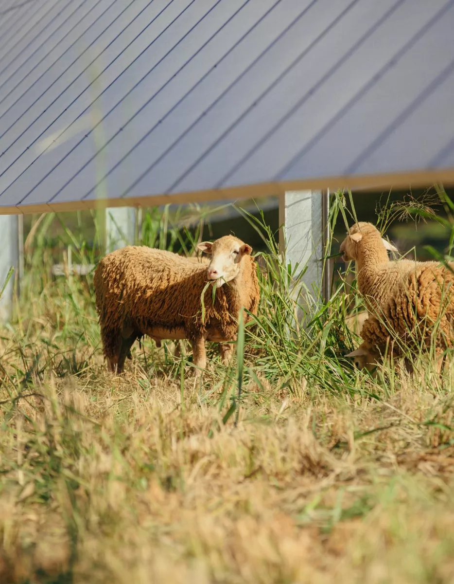 Two sheep grazing on grass beneath rows of solar panels in a field. The panels are elevated on metal supports, allowing the sheep to move freely underneath.