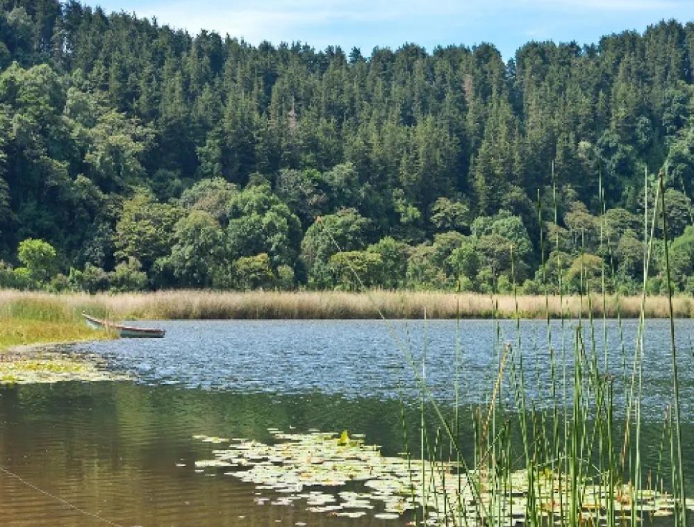 A serene lake surrounded by dense forest under a clear blue sky. The foreground features water lilies and tall reeds near the shore. A small boat is visible on the left side of the lake.