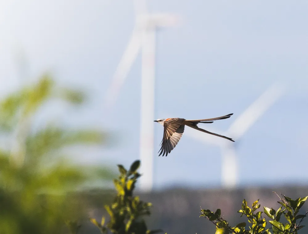 A bird with long tail feathers flies above green foliage with wind turbines blurred in the background against a blue sky.