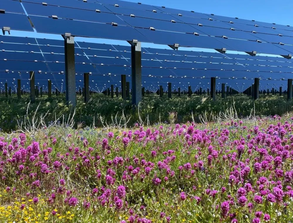 A field of vibrant purple flowers in the foreground with rows of solar panels elevated on metal supports in the background under a clear blue sky.