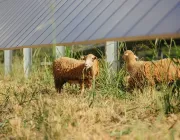 Two sheep graze on grass under a row of solar panels in a field. The panels are elevated on metal supports, creating a shaded area for the sheep.